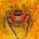 Illustration for article titled Staring at these spiders straight in the eyes is sucking my soul away
